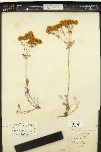 Eriogonum umbellatum var. chrysanthum image