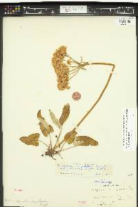 Eriogonum compositum image