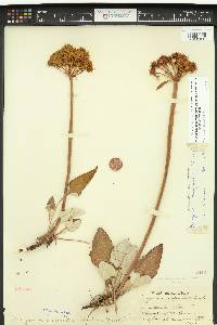 Eriogonum compositum var. leianthum image