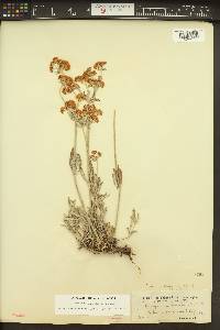 Eriogonum heracleoides image