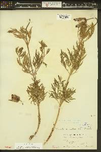 Clematis hirsutissima var. hirsutissima image
