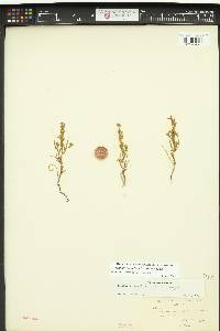 Lepidium acutidens image