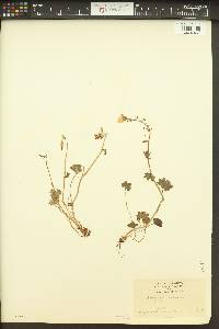 Saxifraga cernua image