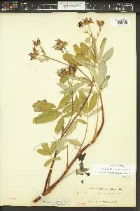 Comarum palustre image