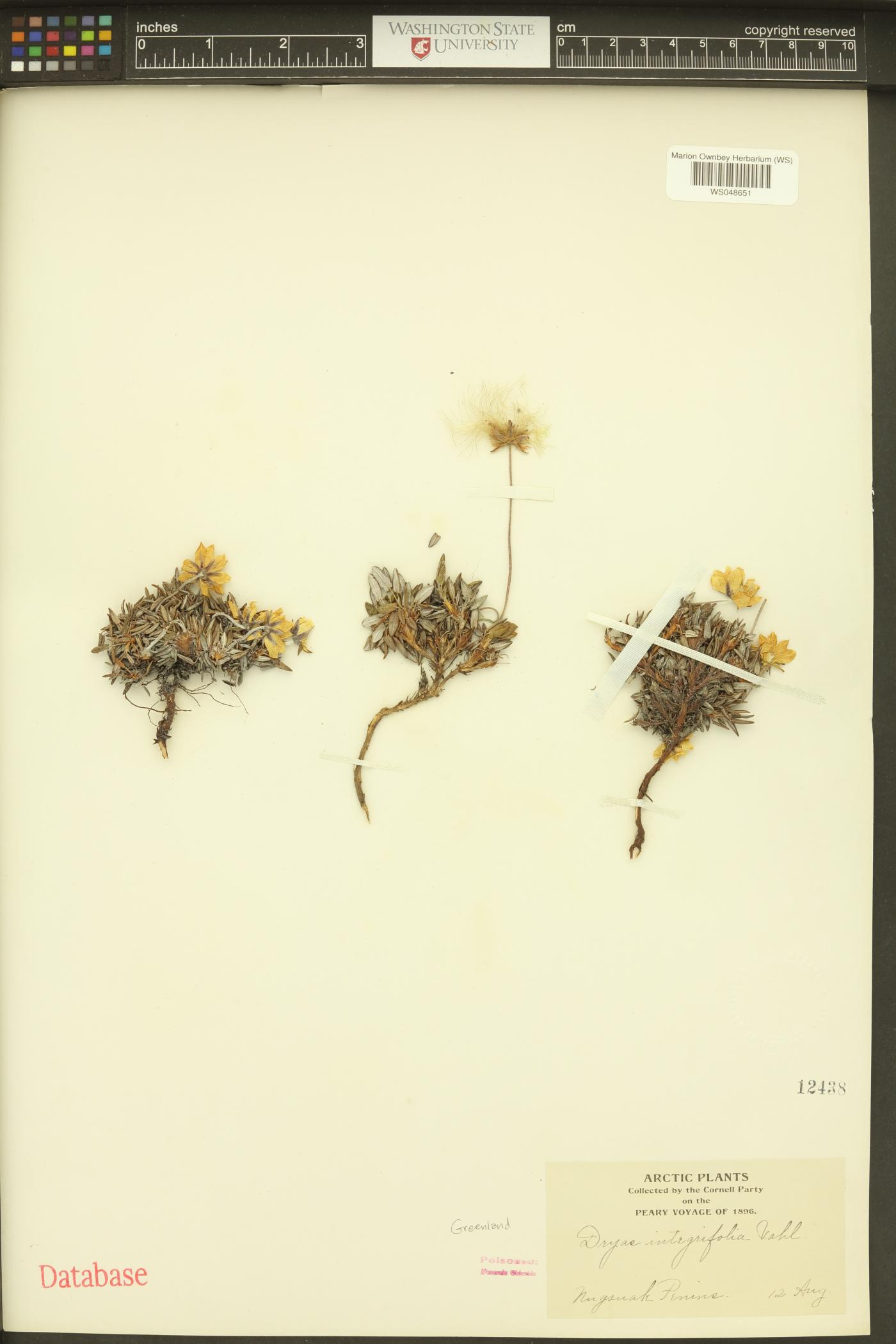 Dryas integrifolia image
