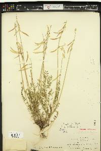 Astragalus arthurii image