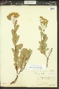 Spiraea lucida image