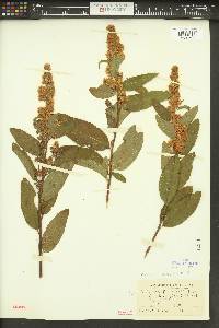 Spiraea douglasii var. menziesii image