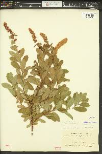 Spiraea douglasii image