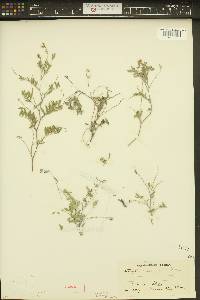 Astragalus microcystis image