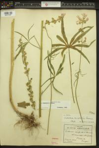Sidalcea campestris image