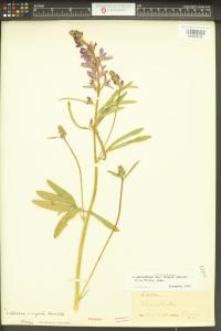 Sidalcea asprella image