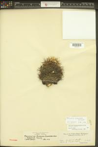 Pediocactus nigrispinus image