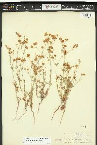 Eriogonum abertianum image