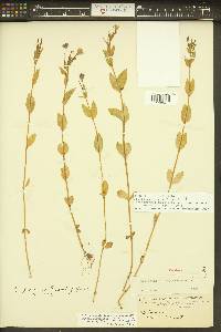 Epilobium luteum image