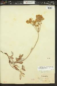 Eriogonum heracleoides image