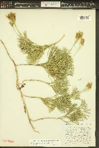 Diphasiastrum tristachyum image