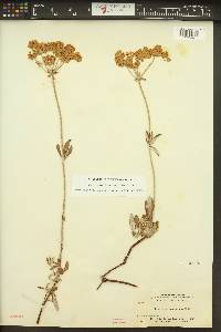 Eriogonum heracleoides image