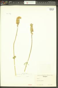 Sidalcea cusickii image