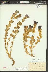 Gentiana calycosa image