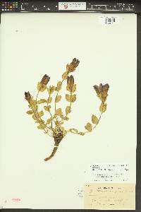 Gentiana calycosa image