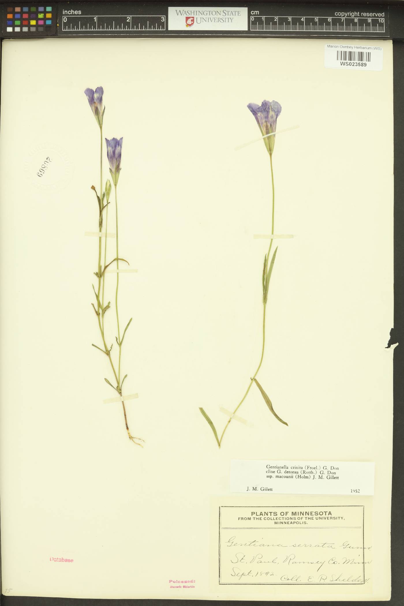 Gentiana serrata image