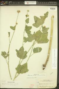 Iliamna rivularis image