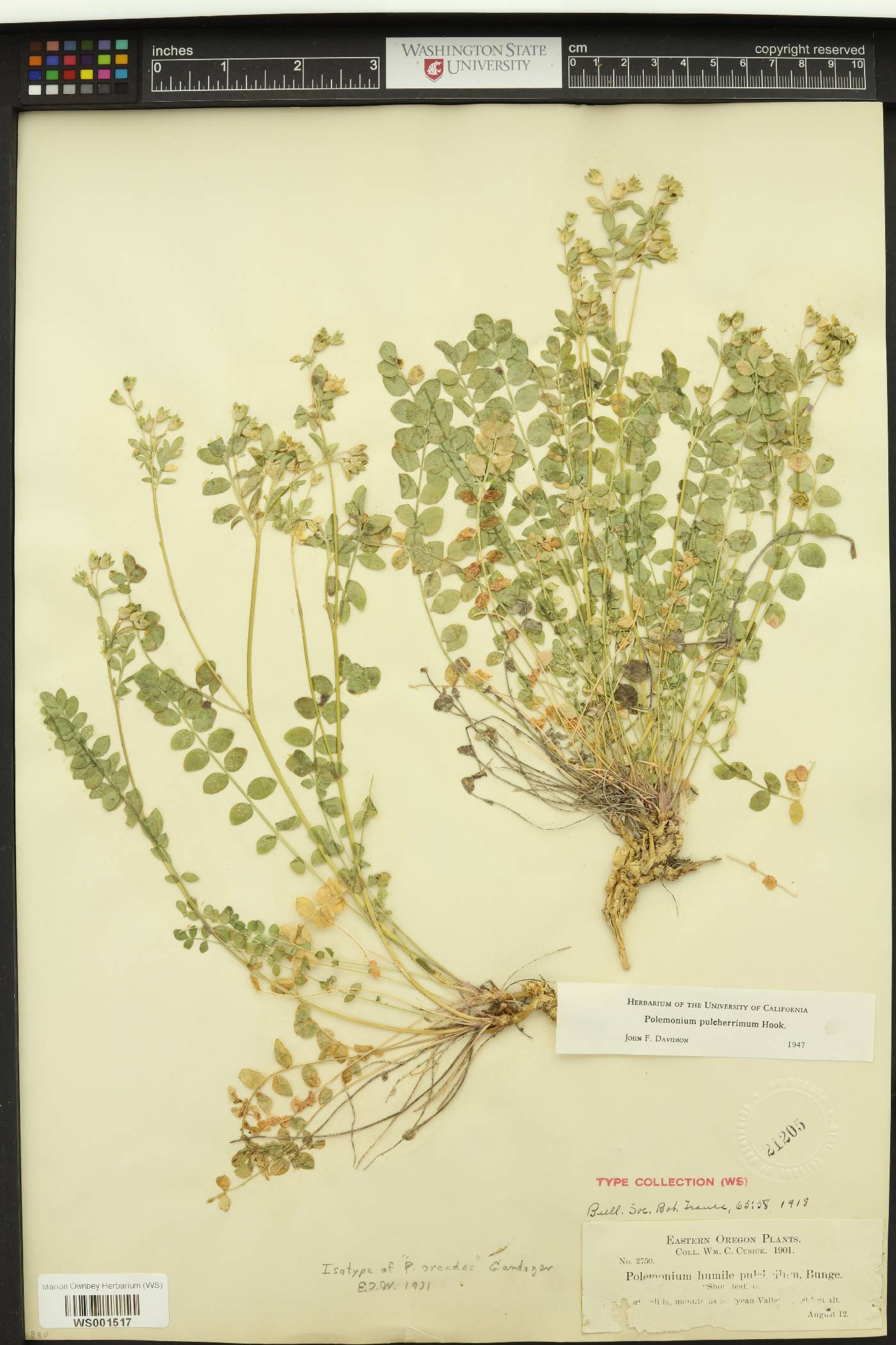 Polemonium oreades image