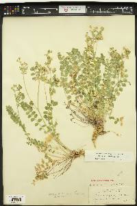 Polemonium oreades image