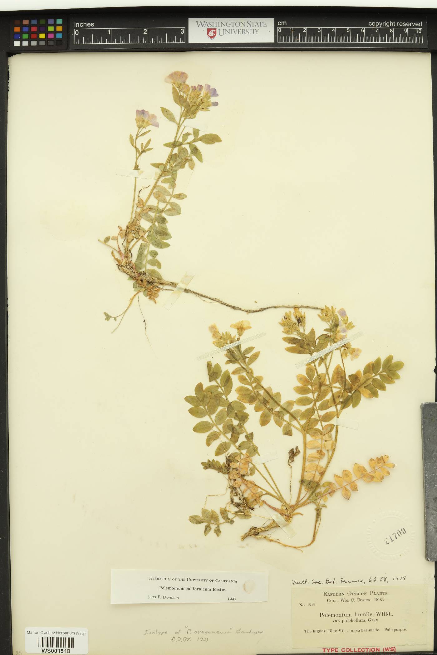 Polemonium oregonense image