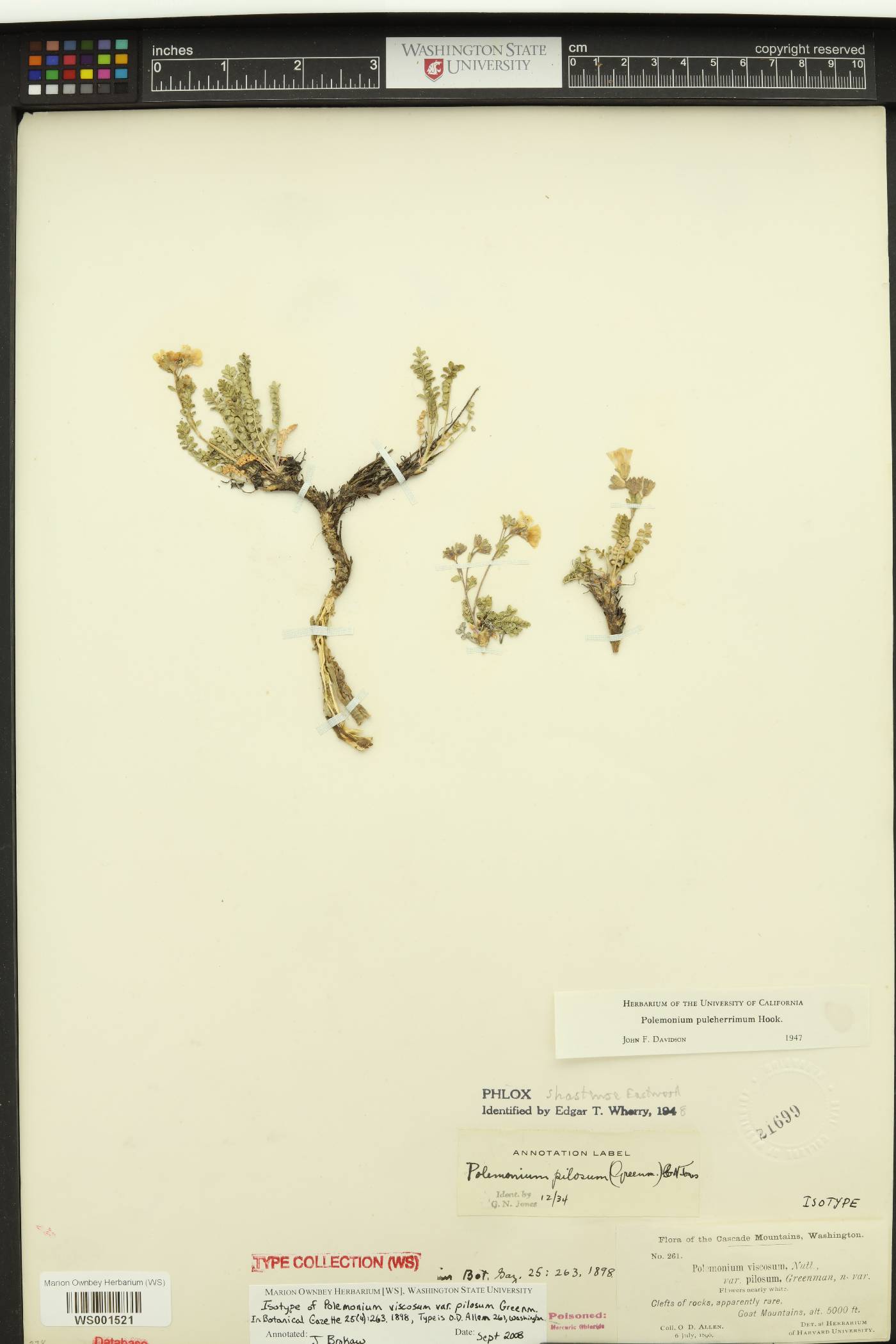 Polemonium pilosum image