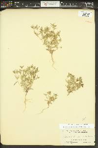 Phlox gracilis image