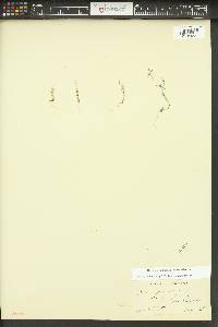 Phlox gracilis image