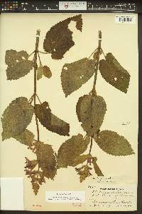 Stachys cooleyae image