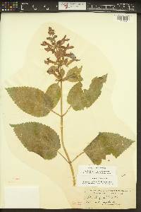 Stachys cooleyae image