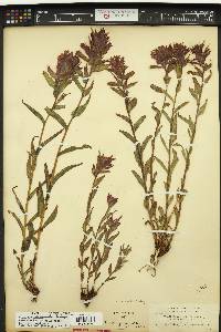 Castilleja rhexiifolia image