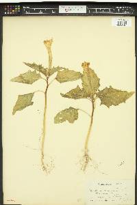 Datura stramonium image