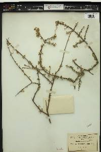 Citharexylum brachyanthum image
