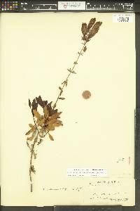 Penstemon fruticosus image