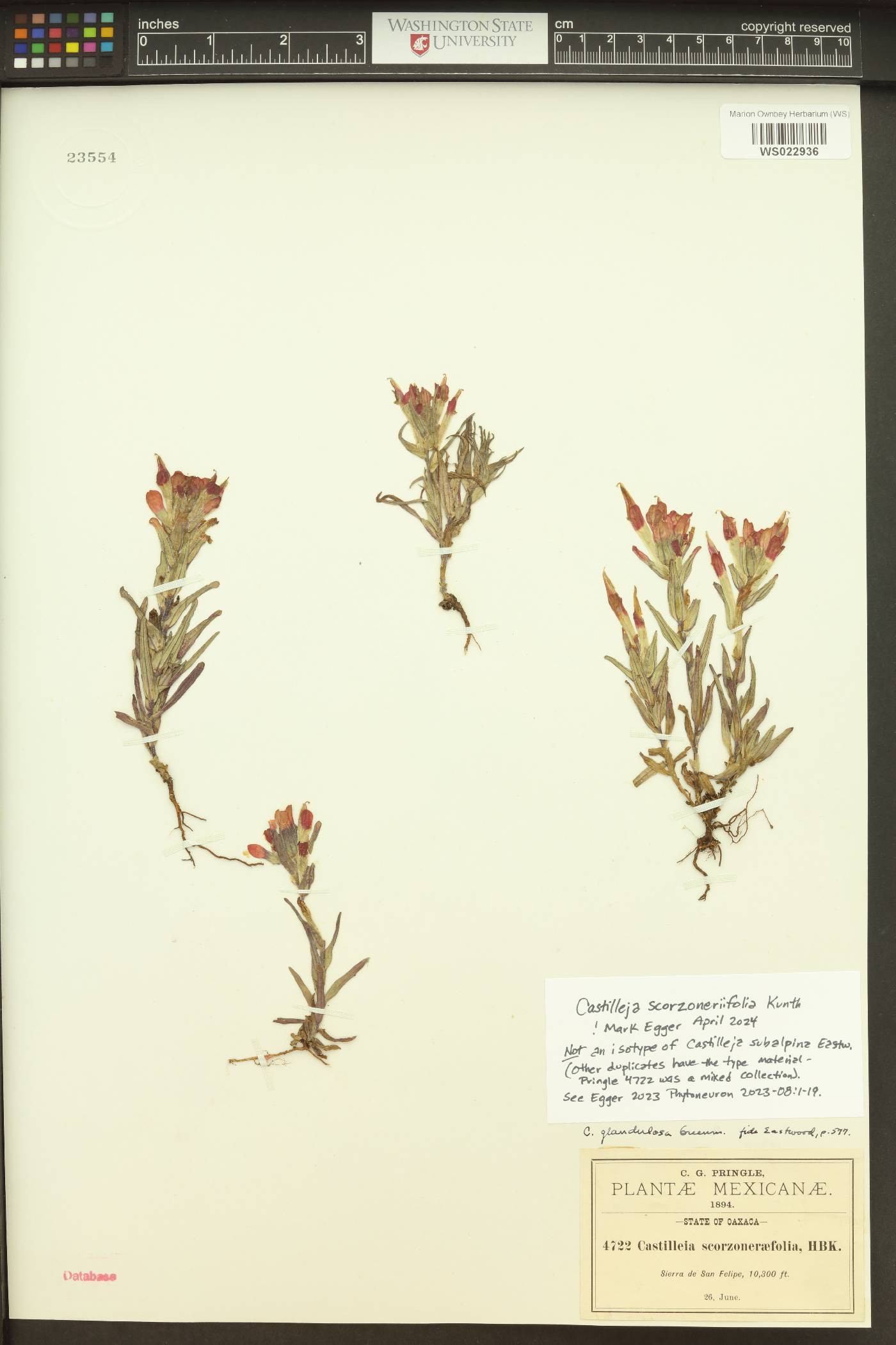 Castilleja scorzonerifolia image