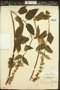 Stachys cooleyae image