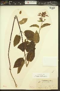 Stachys cooleyae image