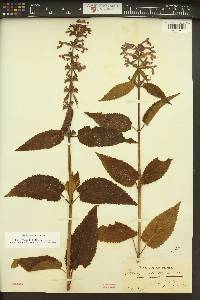 Stachys cooleyae image
