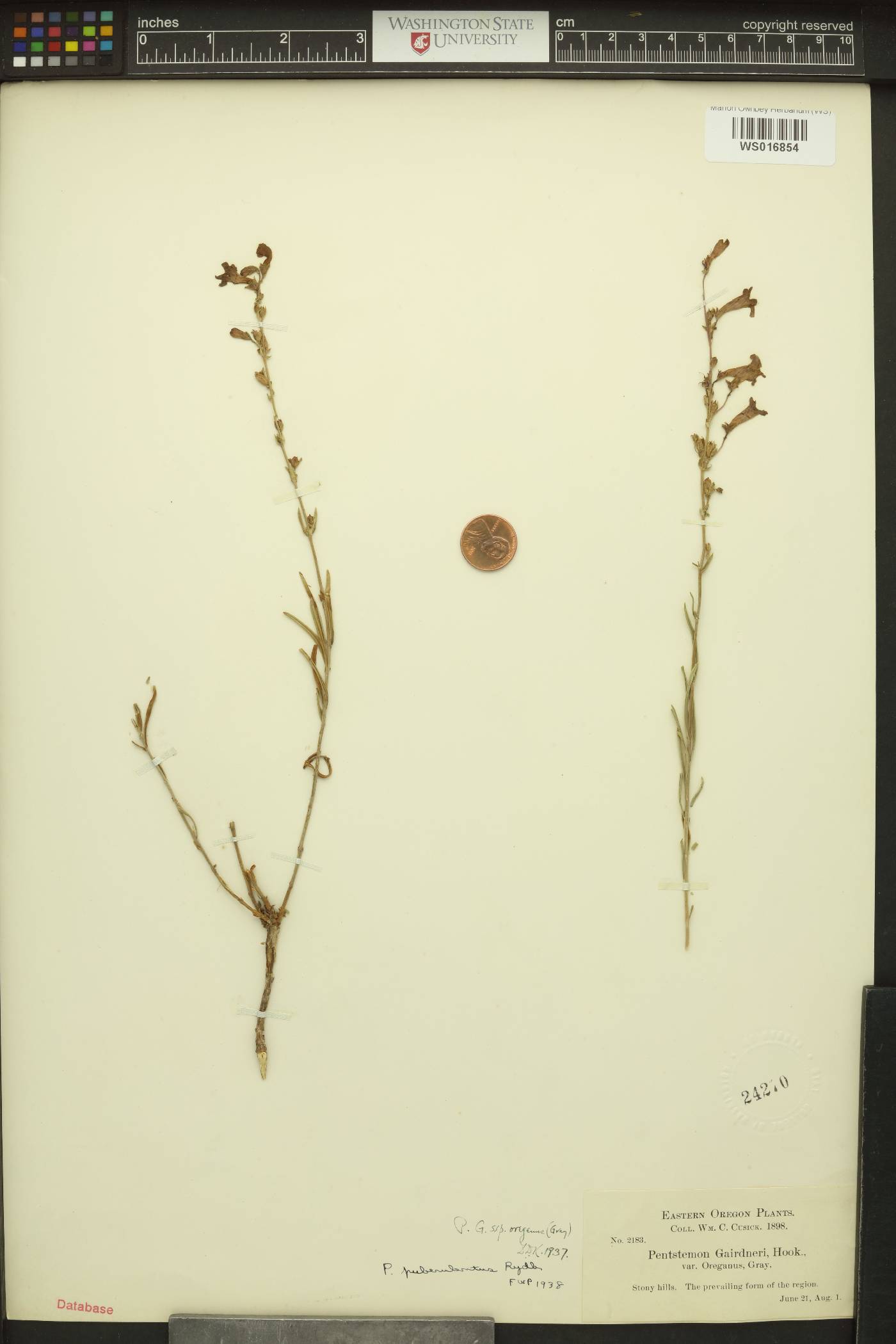 Penstemon gairdneri var. oreganus image