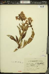 Penstemon pennellianus image