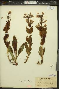 Penstemon pennellianus image