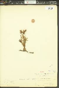 Penstemon fruticosus var. serratus image