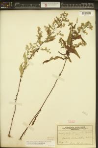 Symphyotrichum lateriflorum image