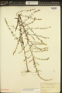 Symphyotrichum lateriflorum image