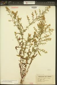 Symphyotrichum lateriflorum image